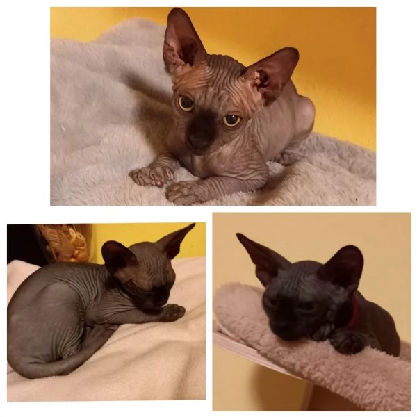 Cuccioli maschi di gatto Sphynx 