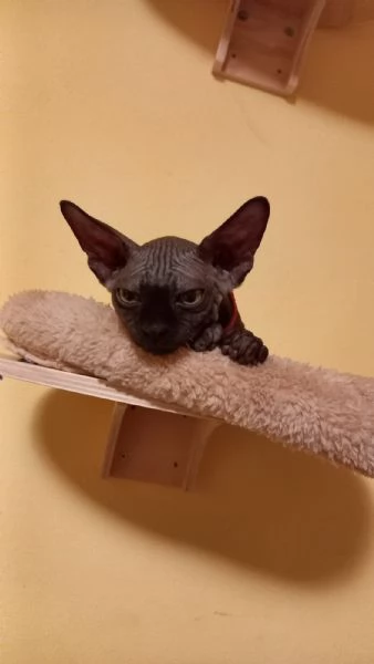 Cuccioli maschi di gatto Sphynx  | Foto 0