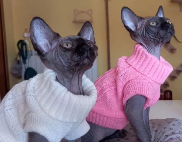 Cucciole femmine Sphynx | Foto 0