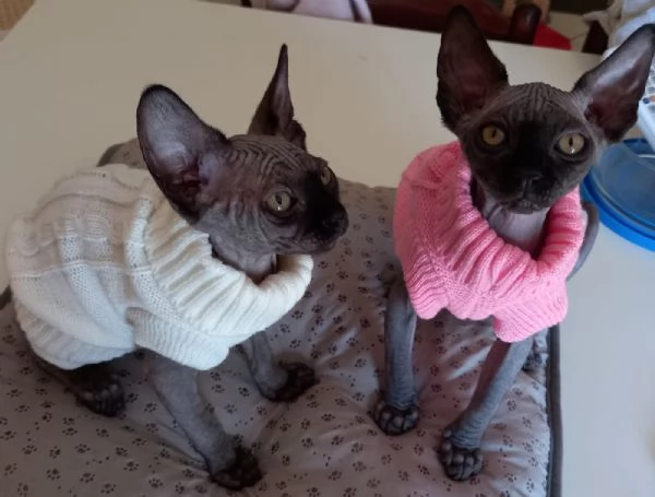 Cucciole femmine Sphynx