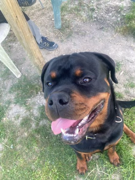 Vendo Rottweiler maschio di 14 mesi con Pedigree  | Foto 1