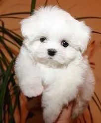 Maltese nano | Foto 0