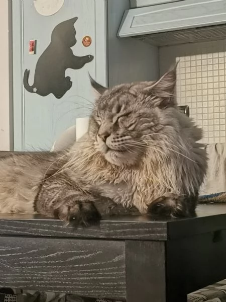 Maine Coon per monta