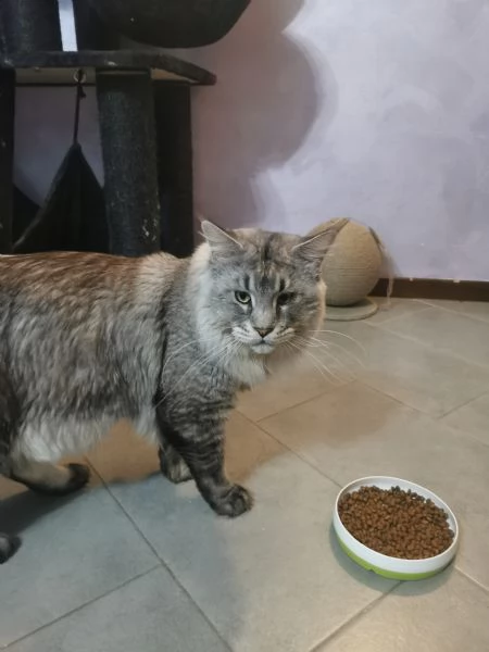 Maine Coon per monta | Foto 4