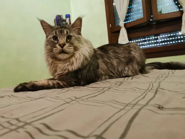 Maine Coon per monta | Foto 3