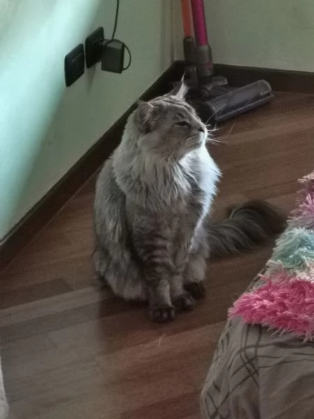 Maine Coon per monta | Foto 0