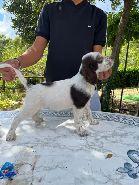 Setter Inglese