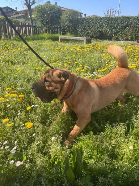 Regalo Sharpei 