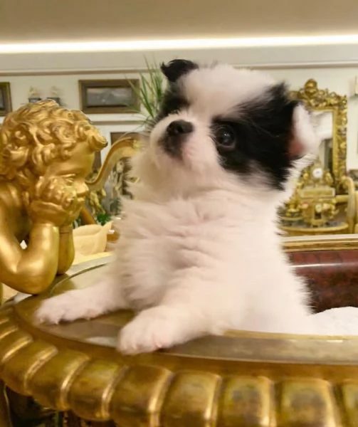 Pomeranian Toy cuccioli maschio e femmina | Foto 0