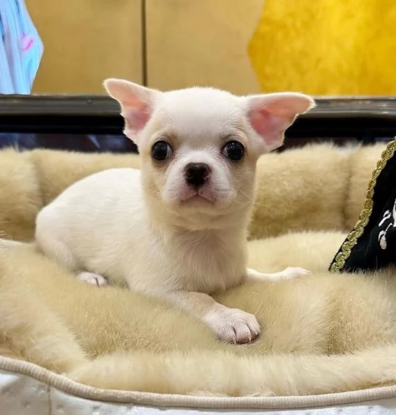  Chihuahua Toy cuccioli maschio e femmina
