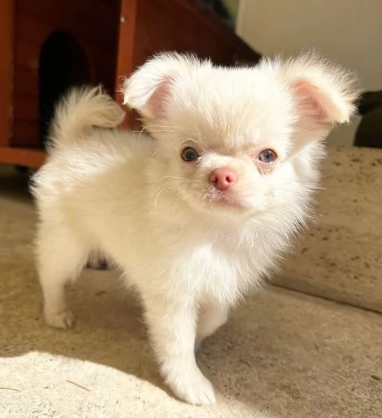  Chihuahua Toy cuccioli maschio e femmina