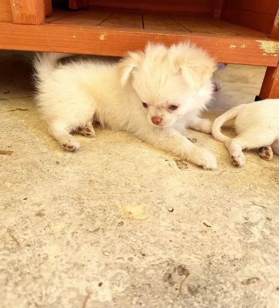  Chihuahua Toy cuccioli maschio e femmina | Foto 0