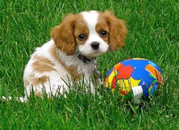 Cavalier King Charles Pug cuccioli maschio e femmina