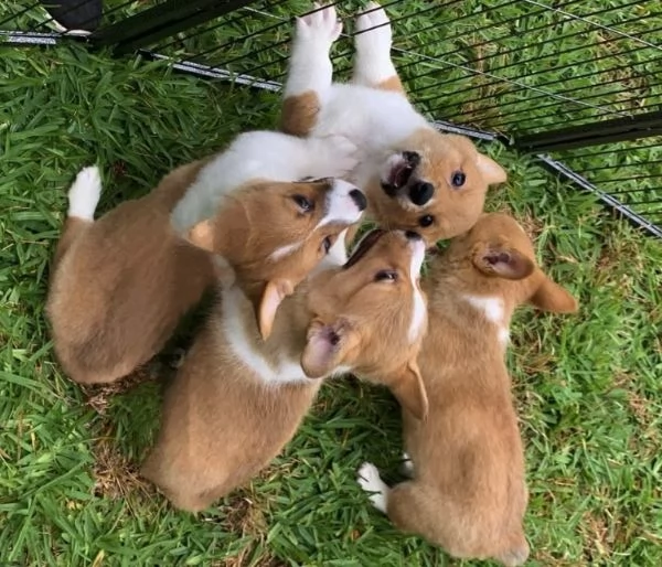 Welsh Corgi cuccioli maschio e femmina | Foto 0