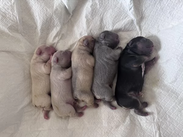 Cuccioli di bulldog francese femmina