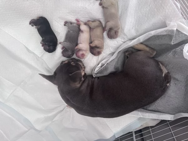 Cuccioli di bulldog francese femmina | Foto 0