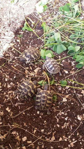 CEDOVENDO TARTARUGHE HERMANNI