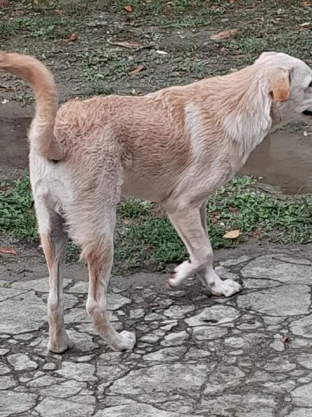 Regalo cucciolo 