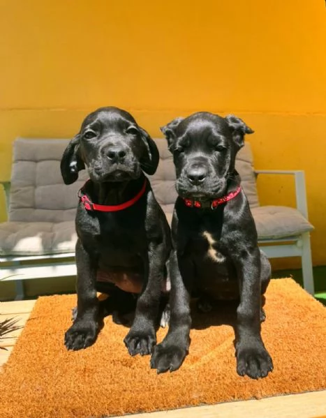 Cane Corso bellissimi cuccioli | Foto 3
