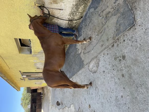 PULEDRA  AMERICAN CUORTER HORSE  | Foto 4