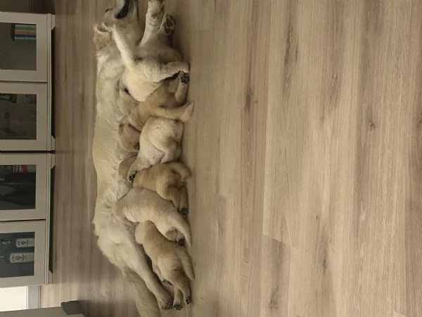 Disponibili splendidi cuccioli di Golden retriver  per info contattatemi al hidden | Foto 6