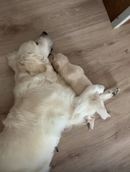 Disponibili splendidi cuccioli di Golden retriver  per info contattatemi al hidden | Foto 5