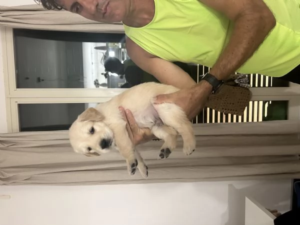 Disponibili splendidi cuccioli di Golden retriver  per info contattatemi al hidden | Foto 3