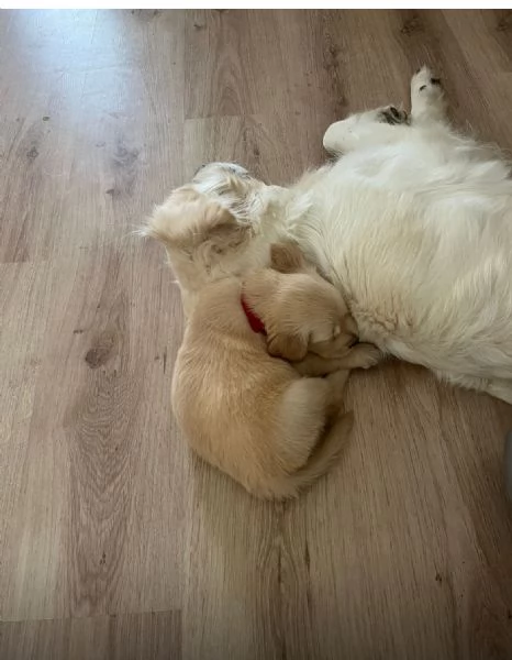 Disponibili splendidi cuccioli di Golden retriver  per info contattatemi al hidden | Foto 1