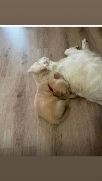 Disponibili splendidi cuccioli di Golden retriver  per info contattatemi al hidden | Foto 0
