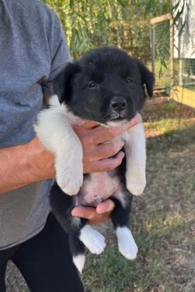 Cuccioli Border Collie  | Foto 1