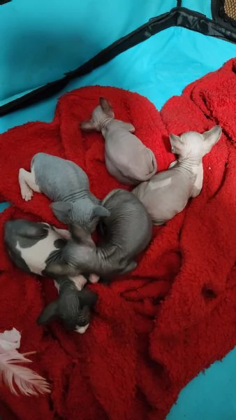 Sphynx  | Foto 2