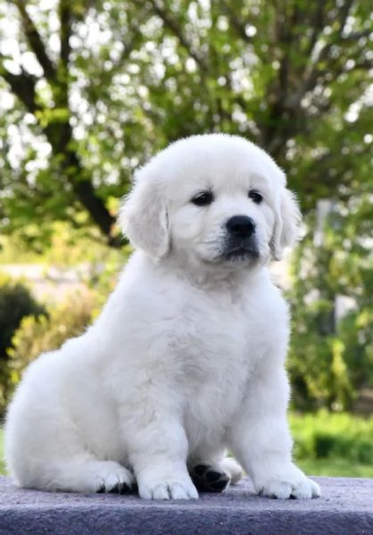 Cuccioli di golden retriever Bianchi