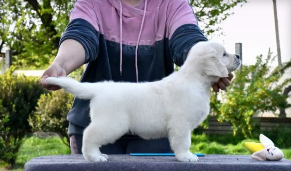 Cuccioli di golden retriever Bianchi | Foto 0