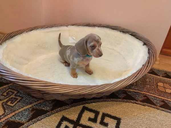 Cuccioli Teckel nano IsabellaArlecchino | Foto 4