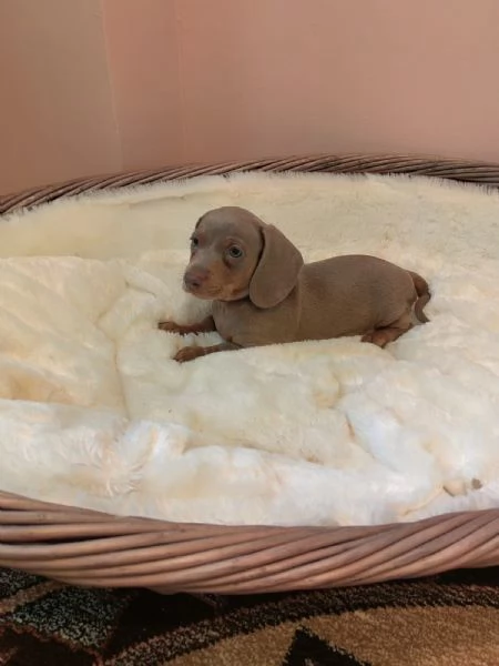 Cuccioli Teckel nano IsabellaArlecchino | Foto 0