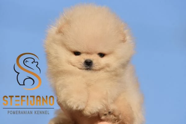 Pomeranian BOO Orsetti Cuccioli di Spitz Pomerania | Foto 4