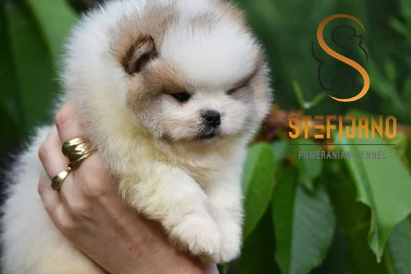 Pomeranian BOO Orsetti Cuccioli di Spitz Pomerania | Foto 3