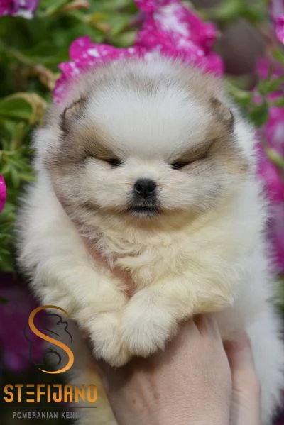 Pomeranian BOO Orsetti Cuccioli di Spitz Pomerania | Foto 2