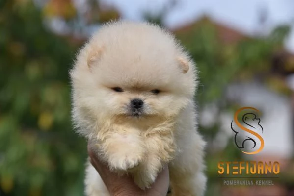 Pomeranian BOO Orsetti Cuccioli di Spitz Pomerania