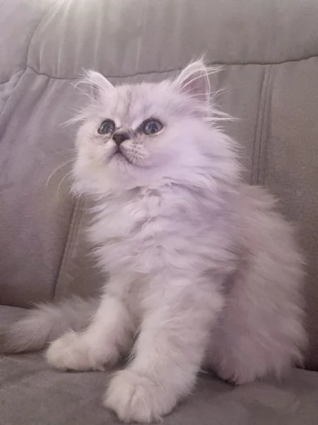 Persiano chinchill 