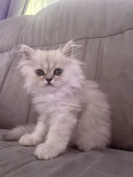 Persiano chinchill  | Foto 0