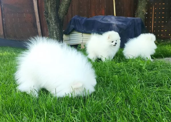 Spitz Pomerania toy di 3 mesi | Foto 0