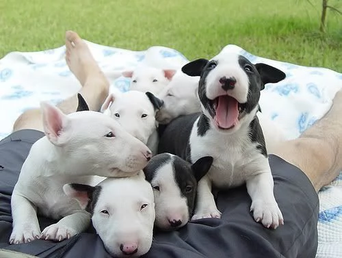 cucciolo cuccioli di bull terrier   fff | Foto 0