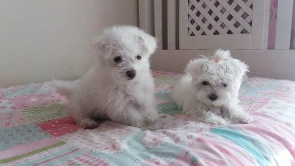 cucciolo disponibili cuccioli di maltesi | Foto 0