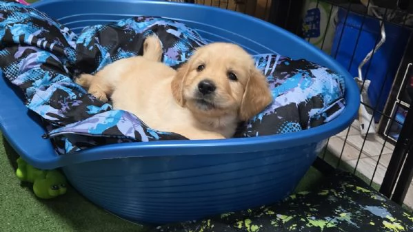 cuccioli femmine golden retriver 