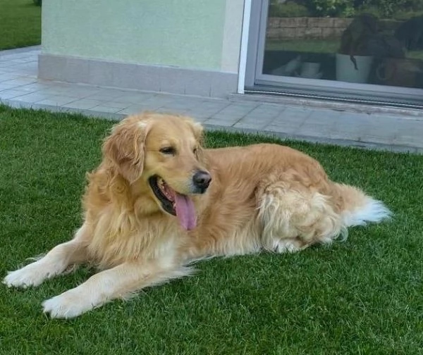 cuccioli femmine golden retriver  | Foto 2