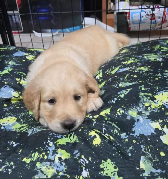 cuccioli femmine golden retriver  | Foto 0