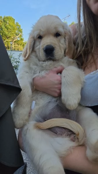 Cuccioli golden retriever 
