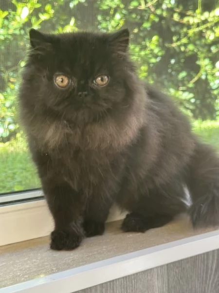 Cuccioli persiani
