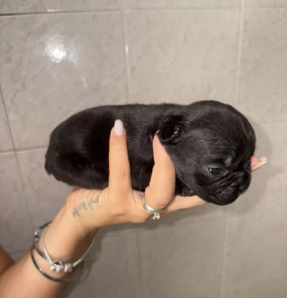Buldog francese 